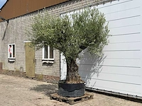 Olijfboom bonsai vertakt xl - olea europaea - ca. 150 jaar oud - hoogte ca. 280 cm - afbeelding 2 van  5