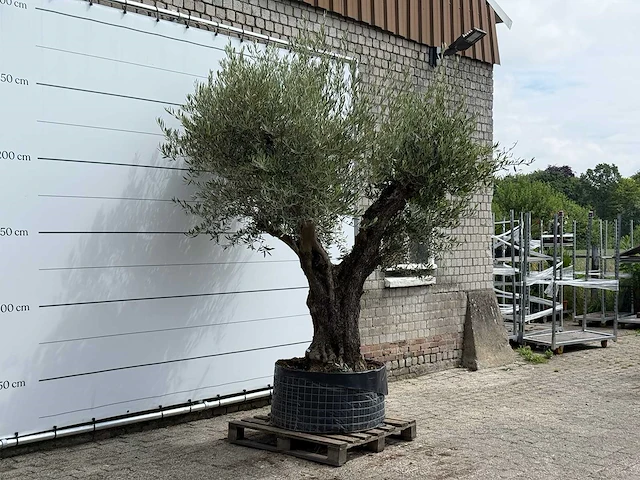 Olijfboom bonsai vertakt xl - olea europaea - ca. 150 jaar oud - hoogte ca. 280 cm - afbeelding 3 van  5