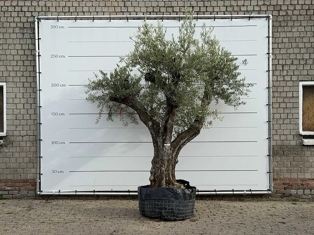 Olijfboom bonsai vertakt xl - olea europaea - ca. 150 jaar oud - hoogte ca. 280 cm - afbeelding 1 van  5