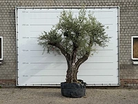 Olijfboom bonsai vertakt xl - olea europaea - ca. 150 jaar oud - hoogte ca. 280 cm