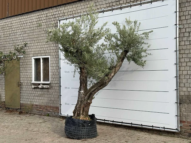 Olijfboom bonsai vertakt xl - olea europaea - ca. 150 jaar oud - hoogte ca. 280 cm - afbeelding 2 van  5