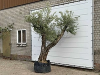 Olijfboom bonsai vertakt xl - olea europaea - ca. 150 jaar oud - hoogte ca. 280 cm - afbeelding 2 van  5
