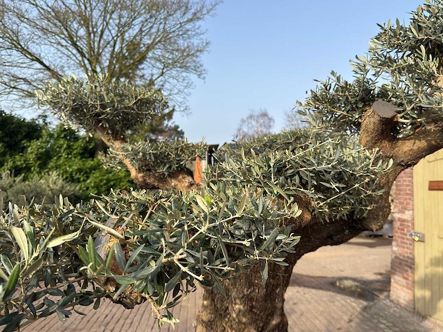 Olijfboom bonsai vertakt xl - olea europaea - ca. 200 jaar oud - hoogte ca. 280 cm - afbeelding 2 van  12