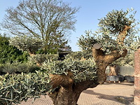Olijfboom bonsai vertakt xl - olea europaea - ca. 200 jaar oud - hoogte ca. 280 cm - afbeelding 3 van  12