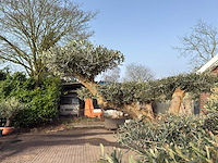 Olijfboom bonsai vertakt xl - olea europaea - ca. 200 jaar oud - hoogte ca. 280 cm - afbeelding 4 van  12