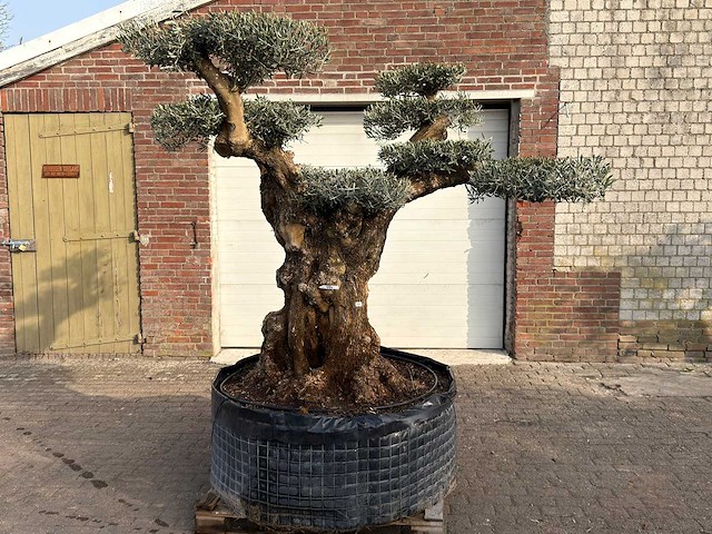 Olijfboom bonsai vertakt xl - olea europaea - ca. 200 jaar oud - hoogte ca. 280 cm - afbeelding 1 van  12