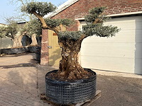 Olijfboom bonsai vertakt xl - olea europaea - ca. 200 jaar oud - hoogte ca. 280 cm - afbeelding 5 van  12