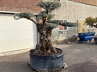 Olijfboom bonsai vertakt xl - olea europaea - ca. 200 jaar oud - hoogte ca. 280 cm - afbeelding 6 van  12