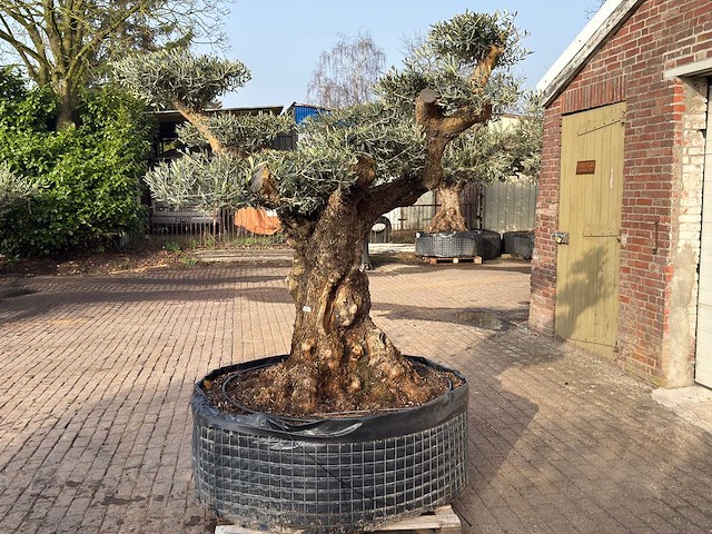 Olijfboom bonsai vertakt xl - olea europaea - ca. 200 jaar oud - hoogte ca. 280 cm - afbeelding 7 van  12