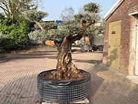 Olijfboom bonsai vertakt xl - olea europaea - ca. 200 jaar oud - hoogte ca. 280 cm - afbeelding 7 van  12