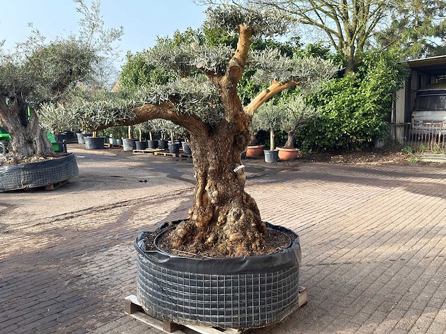 Olijfboom bonsai vertakt xl - olea europaea - ca. 200 jaar oud - hoogte ca. 280 cm - afbeelding 8 van  12