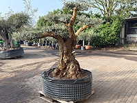 Olijfboom bonsai vertakt xl - olea europaea - ca. 200 jaar oud - hoogte ca. 280 cm - afbeelding 8 van  12