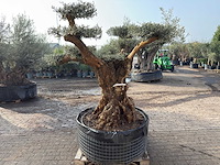 Olijfboom bonsai vertakt xl - olea europaea - ca. 200 jaar oud - hoogte ca. 280 cm - afbeelding 9 van  12
