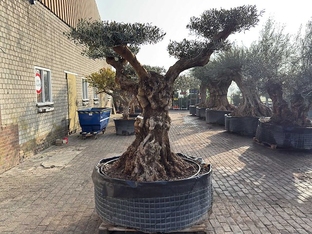Olijfboom bonsai vertakt xl - olea europaea - ca. 200 jaar oud - hoogte ca. 280 cm - afbeelding 10 van  12