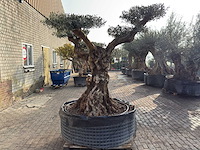 Olijfboom bonsai vertakt xl - olea europaea - ca. 200 jaar oud - hoogte ca. 280 cm - afbeelding 10 van  12
