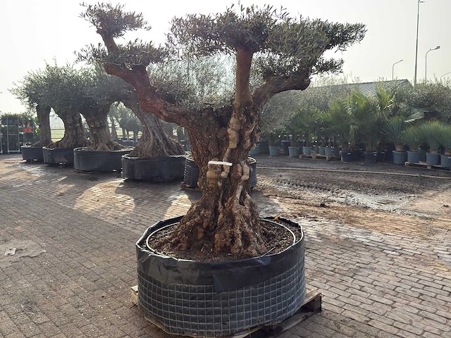 Olijfboom bonsai vertakt xl - olea europaea - ca. 200 jaar oud - hoogte ca. 280 cm - afbeelding 11 van  12