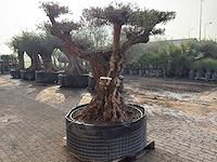 Olijfboom bonsai vertakt xl - olea europaea - ca. 200 jaar oud - hoogte ca. 280 cm - afbeelding 11 van  12