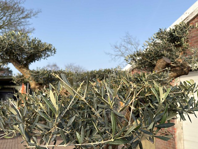 Olijfboom bonsai vertakt xl - olea europaea - ca. 200 jaar oud - hoogte ca. 280 cm - afbeelding 12 van  12