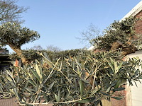 Olijfboom bonsai vertakt xl - olea europaea - ca. 200 jaar oud - hoogte ca. 280 cm - afbeelding 12 van  12