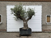 Olijfboom bonsai vertakt xl - olea europaea - ca. 200 jaar oud - hoogte ca. 280 cm - afbeelding 1 van  7