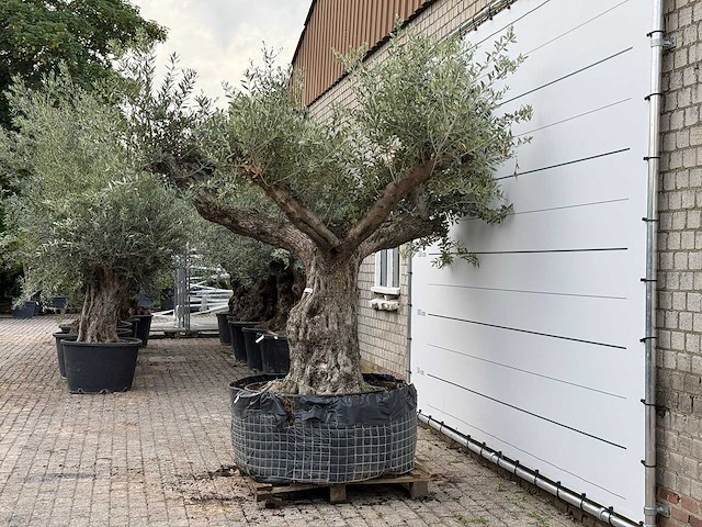 Olijfboom bonsai vertakt xl - olea europaea - ca. 200 jaar oud - hoogte ca. 280 cm - afbeelding 2 van  7