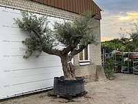 Olijfboom bonsai vertakt xl - olea europaea - ca. 200 jaar oud - hoogte ca. 280 cm - afbeelding 3 van  7