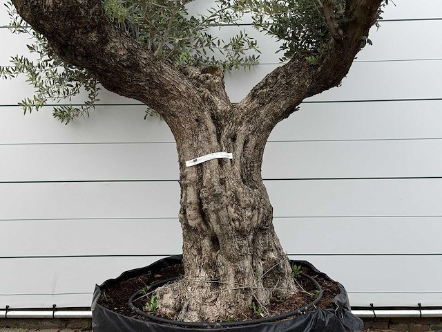 Olijfboom bonsai vertakt xl - olea europaea - ca. 200 jaar oud - hoogte ca. 280 cm - afbeelding 4 van  7