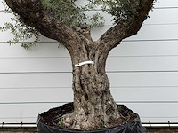 Olijfboom bonsai vertakt xl - olea europaea - ca. 200 jaar oud - hoogte ca. 280 cm - afbeelding 4 van  7