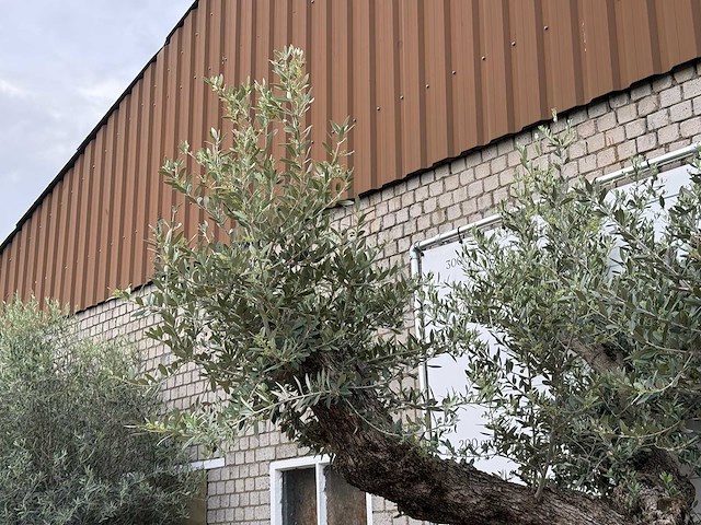 Olijfboom bonsai vertakt xl - olea europaea - ca. 200 jaar oud - hoogte ca. 280 cm - afbeelding 5 van  7
