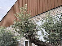 Olijfboom bonsai vertakt xl - olea europaea - ca. 200 jaar oud - hoogte ca. 280 cm - afbeelding 5 van  7