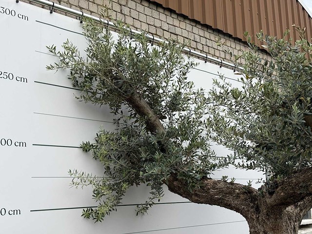 Olijfboom bonsai vertakt xl - olea europaea - ca. 200 jaar oud - hoogte ca. 280 cm - afbeelding 6 van  7