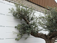Olijfboom bonsai vertakt xl - olea europaea - ca. 200 jaar oud - hoogte ca. 280 cm - afbeelding 6 van  7