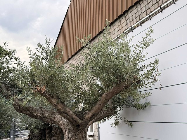 Olijfboom bonsai vertakt xl - olea europaea - ca. 200 jaar oud - hoogte ca. 280 cm - afbeelding 7 van  7