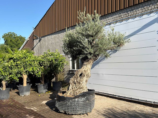 Olijfboom bonsai vertakt xl - olea europaea - ca. 200 jaar oud - hoogte ca. 280 cm - afbeelding 1 van  4