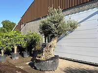 Olijfboom bonsai vertakt xl - olea europaea - ca. 200 jaar oud - hoogte ca. 280 cm - afbeelding 1 van  4