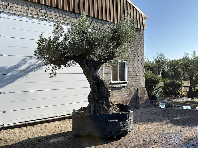 Olijfboom bonsai vertakt xl - olea europaea - ca. 200 jaar oud - hoogte ca. 280 cm - afbeelding 2 van  4