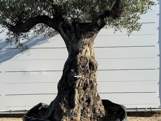 Olijfboom bonsai vertakt xl - olea europaea - ca. 200 jaar oud - hoogte ca. 280 cm - afbeelding 4 van  4