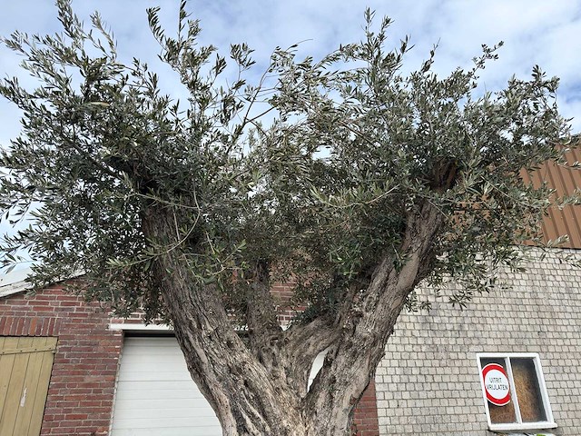 Olijfboom bonsai vertakt xl - olea europaea - ca. 250 jaar oud - hoogte ca. 290 cm - afbeelding 2 van  15