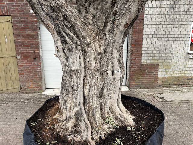 Olijfboom bonsai vertakt xl - olea europaea - ca. 250 jaar oud - hoogte ca. 290 cm - afbeelding 3 van  15