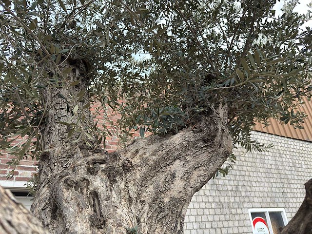 Olijfboom bonsai vertakt xl - olea europaea - ca. 250 jaar oud - hoogte ca. 290 cm - afbeelding 4 van  15