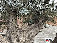 Olijfboom bonsai vertakt xl - olea europaea - ca. 250 jaar oud - hoogte ca. 290 cm - afbeelding 4 van  15