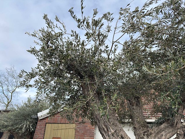 Olijfboom bonsai vertakt xl - olea europaea - ca. 250 jaar oud - hoogte ca. 290 cm - afbeelding 5 van  15
