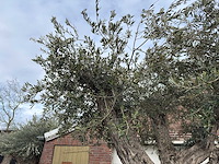 Olijfboom bonsai vertakt xl - olea europaea - ca. 250 jaar oud - hoogte ca. 290 cm - afbeelding 5 van  15