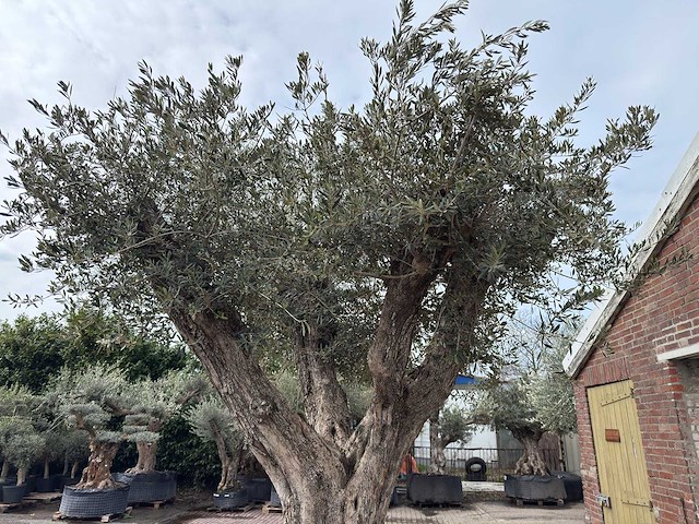 Olijfboom bonsai vertakt xl - olea europaea - ca. 250 jaar oud - hoogte ca. 290 cm - afbeelding 6 van  15
