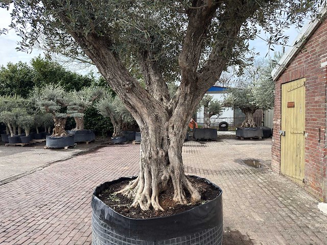 Olijfboom bonsai vertakt xl - olea europaea - ca. 250 jaar oud - hoogte ca. 290 cm - afbeelding 7 van  15