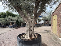 Olijfboom bonsai vertakt xl - olea europaea - ca. 250 jaar oud - hoogte ca. 290 cm - afbeelding 7 van  15