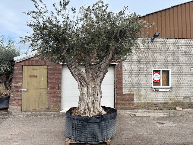 Olijfboom bonsai vertakt xl - olea europaea - ca. 250 jaar oud - hoogte ca. 290 cm - afbeelding 1 van  15