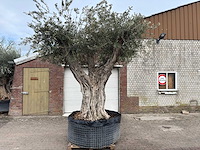 Olijfboom bonsai vertakt xl - olea europaea - ca. 250 jaar oud - hoogte ca. 290 cm - afbeelding 1 van  15