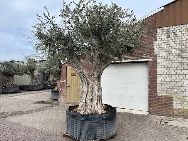 Olijfboom bonsai vertakt xl - olea europaea - ca. 250 jaar oud - hoogte ca. 290 cm - afbeelding 8 van  15