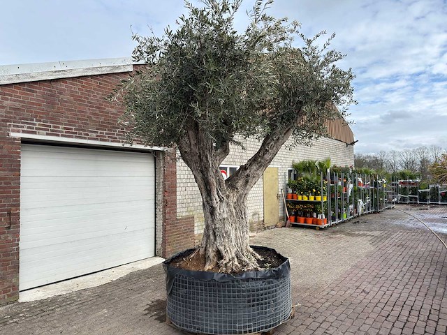 Olijfboom bonsai vertakt xl - olea europaea - ca. 250 jaar oud - hoogte ca. 290 cm - afbeelding 9 van  15